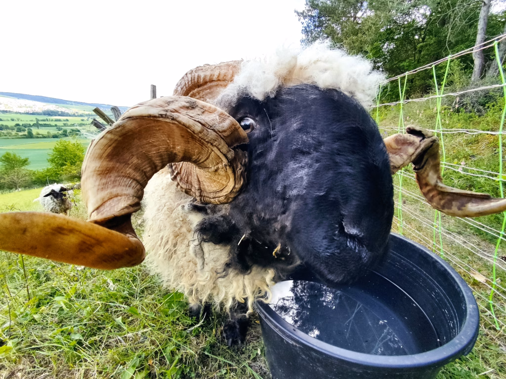 Schafsbock Liebliches Taubertal